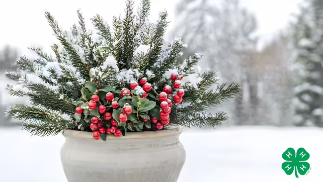 A potted winter arrangement with pine branches and red berries. A green 4-H clover in the bottom right corner.