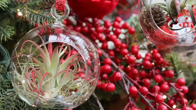 Air plant in a glass ornament