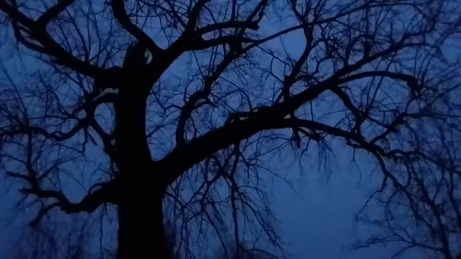 Tree silhuette