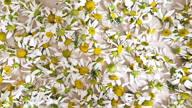 a pile of chamomile flowers