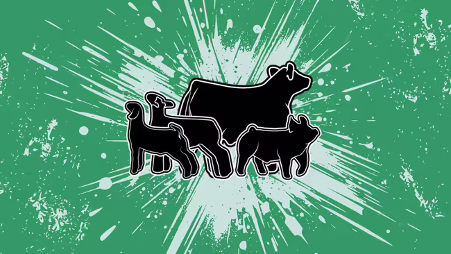 Silhouette of show quality sheep, goat, swine, and cattle.