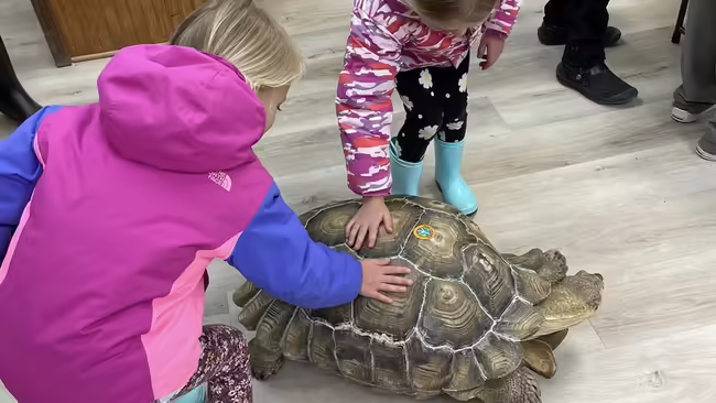 Tortoise with two youth