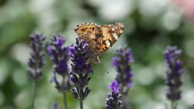 orange and black butterfly on purple flower