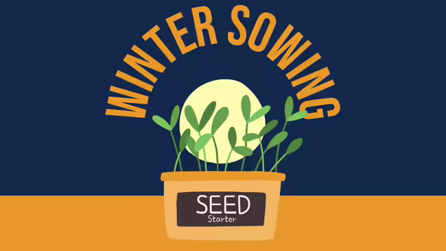 Cartoon seedlings with winter sowing