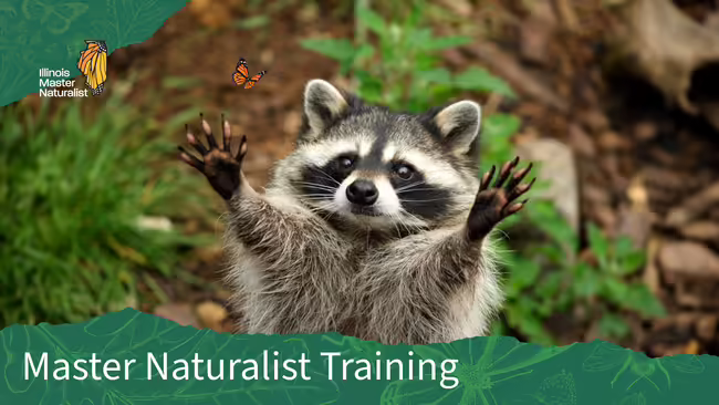 Raccoon standing up with hands reaching out trying to catch a Monarch butterfly. On a nature trail.