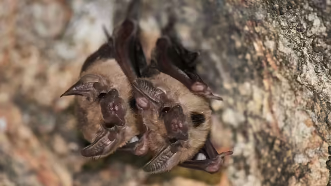 Brown bats hanging