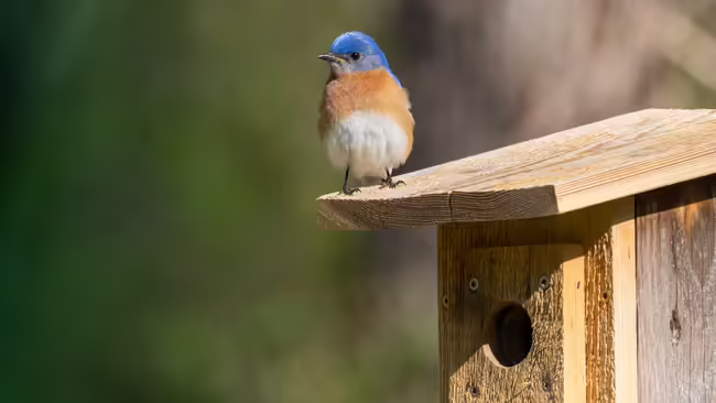 bluebird nest box