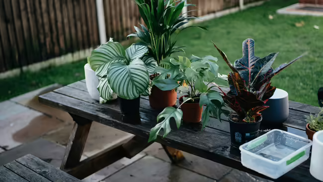 houseplants on bench outside