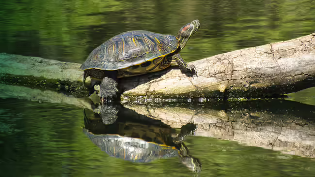 turtle sitting on log in water