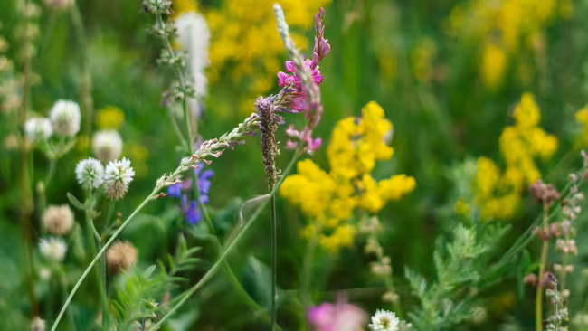 yellow pink purple flowers