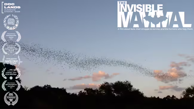 Bats The Invisible Mammal