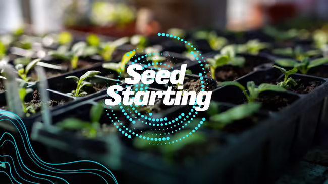 Seed Starting container with small sprouted plants