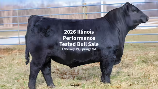 The side view of a bull posed for a sale catalog