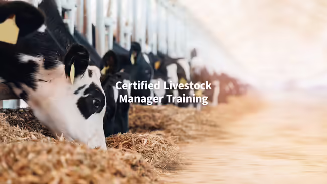 Looking down a row of dairy cattle sticking their heads through feeders to eat silage on the ground