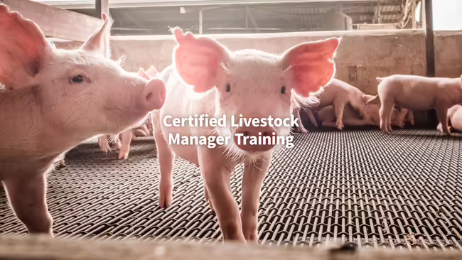 Young pigs walking around on slatted floors in a building
