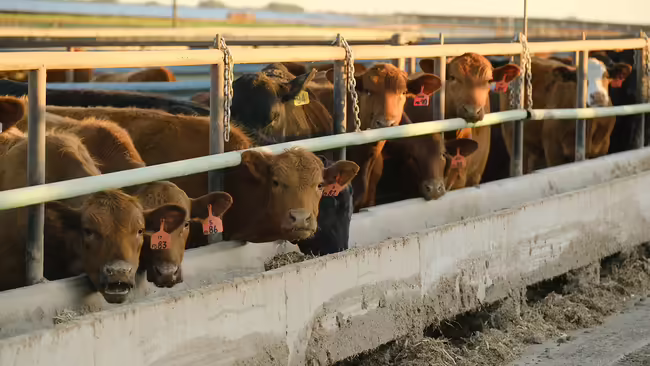 Side view of a concrete feed bunk filled while beef cattle eat from it. 