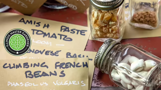 envelopes and small jars with various seeds in them