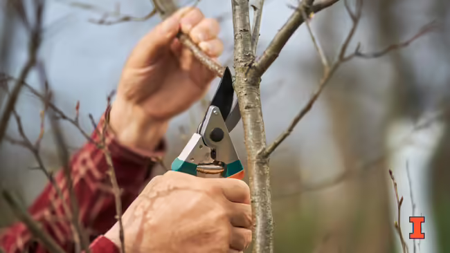 hands pruning a small branch on a bare fruit tree in winter