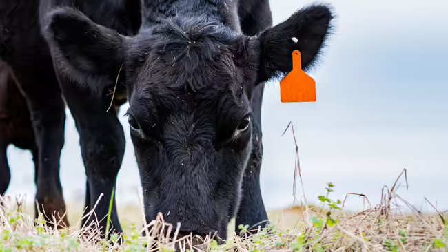black cow grazing in a grass pasture