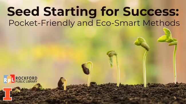 plant in soil progressively getting taller