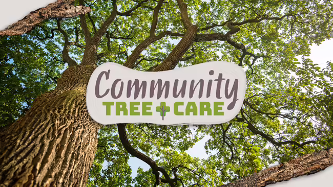 View looking from the ground up into a large tree filled with lush, green leaves