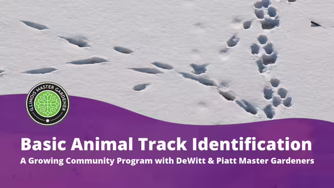 Basic Animal Track Identification A Growing Community Program hosted by DeWitt & Piatt Master Gardeners text shown over purple background with animal tracks pictured