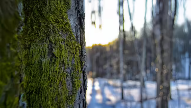 tree with moss
