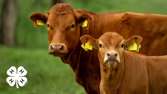 Brown adult cow and calf