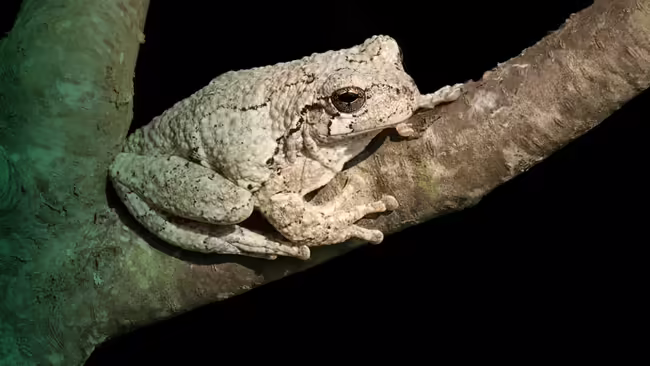 frog sitting on tree