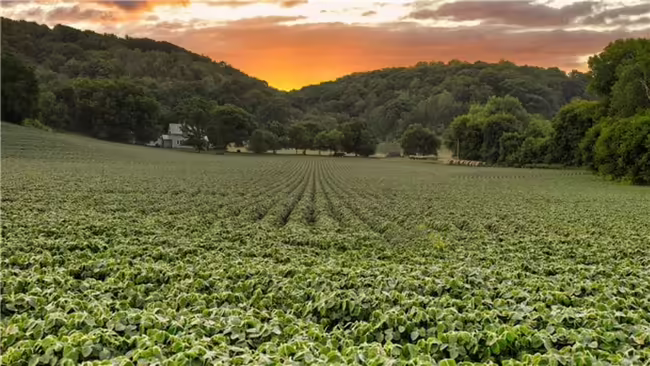 Soybean fields