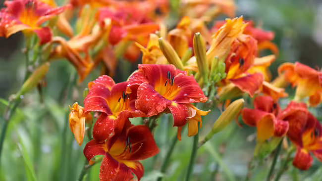 daylilies