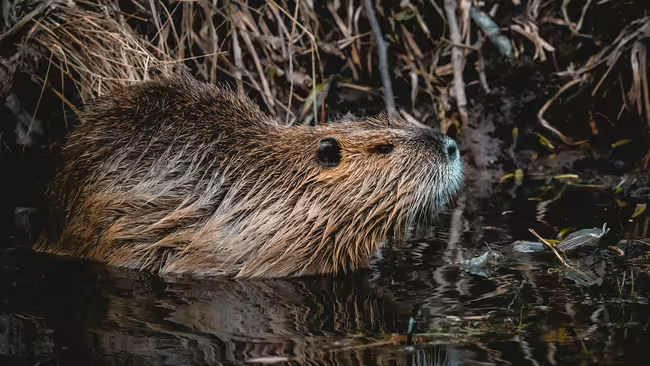 Beaver in water