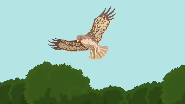 A hawk flying over an evergreen tree.