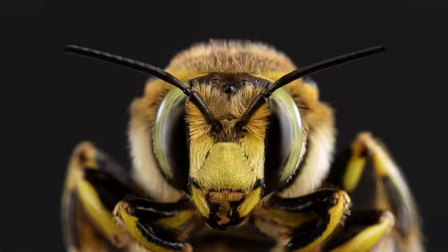 Close up of an insect 