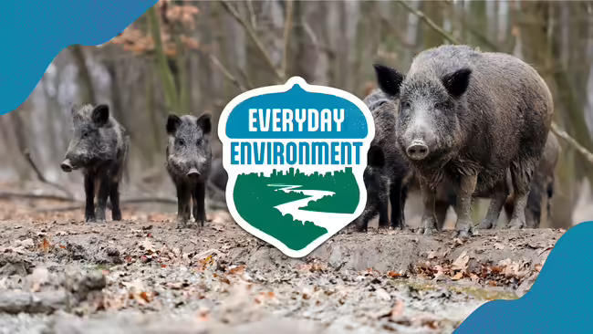 A group of feral pigs with the Everyday Environment logo on top