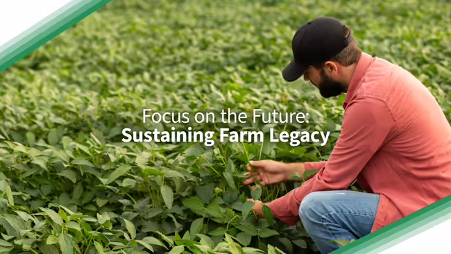 A green and white corner-bordered image of a person at knee level checking soybean plants.