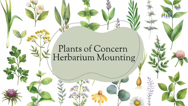 Various pressed flowers with "Plants of Concern Herbarium Mounting."