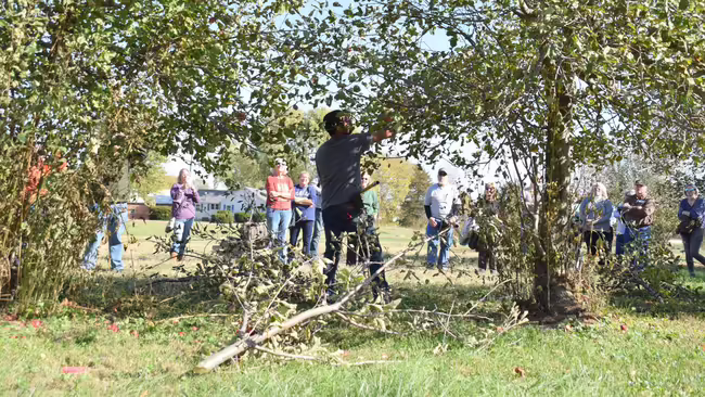 a man pruning an apple tree