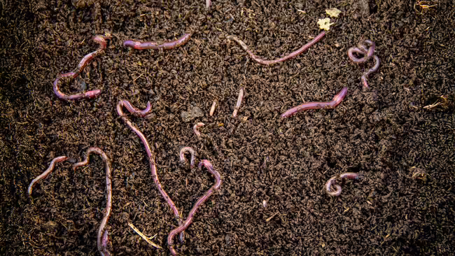 worms in soil 