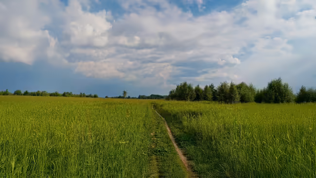 dirt path through tall green grass