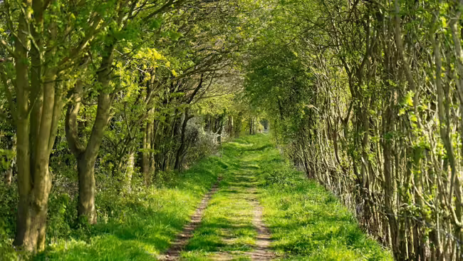 Path of Green Trees 