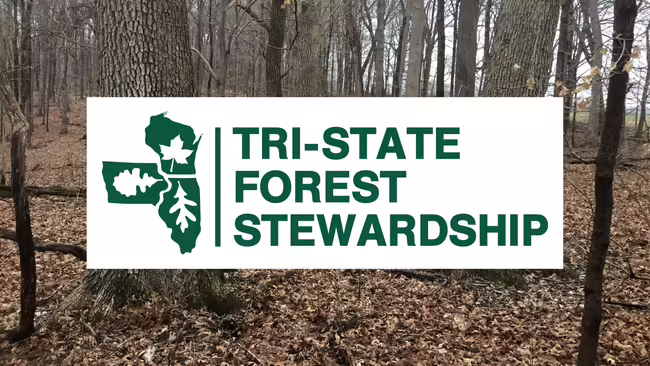 An oak forest with Tri-State Forest Stewardship logo in front