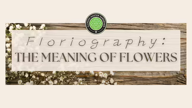Floriography: The Meaning of Flowers