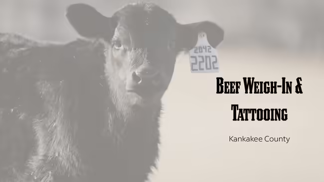 Beef Weigh-In and Tattooing Kankakee County