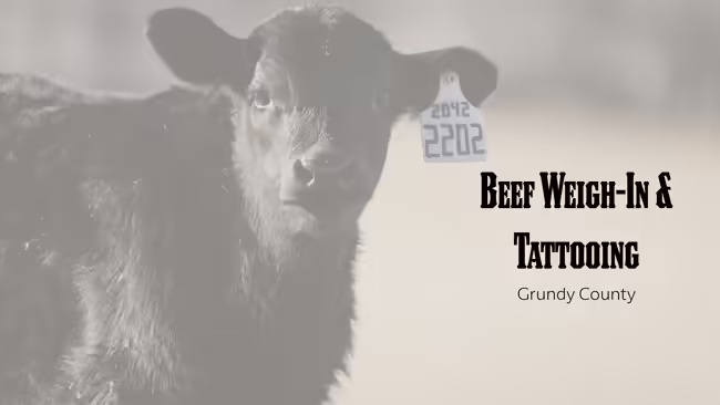 Beef Weigh-In and Tattooing Grundy County