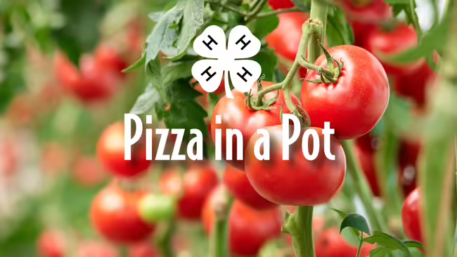 Tomatoes plants in a garden.