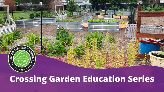 Raised garden beds with green plants on top and in front. 
