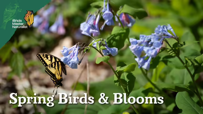 Yellow and black butterfly getting nectar from small purple flowers. 