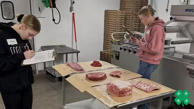 Two young people participate in a livestock skillathon identifying various cuts of meat displayed on tables. A green 4-H clover is in the bottom left corner.