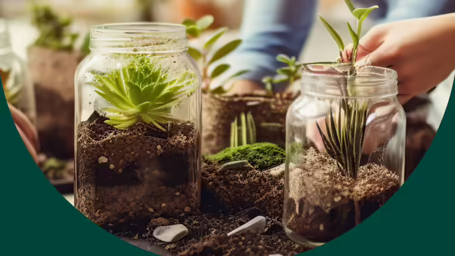 Two clear glass jars are being used to plant small terrariums.
